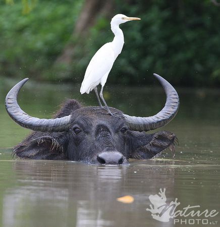 Asiatic Water Buffalo Buffalo Painting, Buffalo Animal, Filipino Tattoos, Bull Tattoos, Big Animals, Water Buffalo, African Wildlife, African Elephant, Animal Sketches