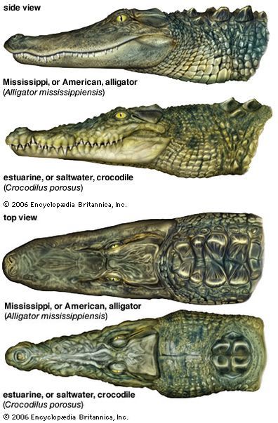 Crocodile vs Alligator. Note the difference in jaw shape (alligator is a U shape, crocodile more of a V), the back of the necks, and that the crocodile's bottom teeth are visible when its mouth is closed. Don't trust labels on pictures. I see lots of alligators and crocodiles mislabeled even on respectable/scientific sites. Everyone makes mistakes...including me. Reptiles Preschool, Reptiles Activities, Alligators Art, Crocodile Animal, Cute Reptiles, Animal Study, Animal Facts, Crocodiles, Prehistoric Animals