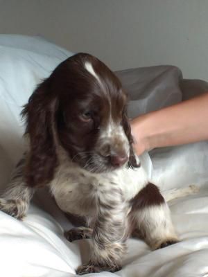 Chocolate Roan Cocker Spaniel Puppy Chocolate Roan Cocker Spaniel, Cocker Spaniel Brown And White, Roan Cocker Spaniel, Springer Puppies, Cocker Spaniel Puppy, Black Cocker Spaniel, Springer Spaniel Puppies, American Cocker Spaniel, Springer Spaniels