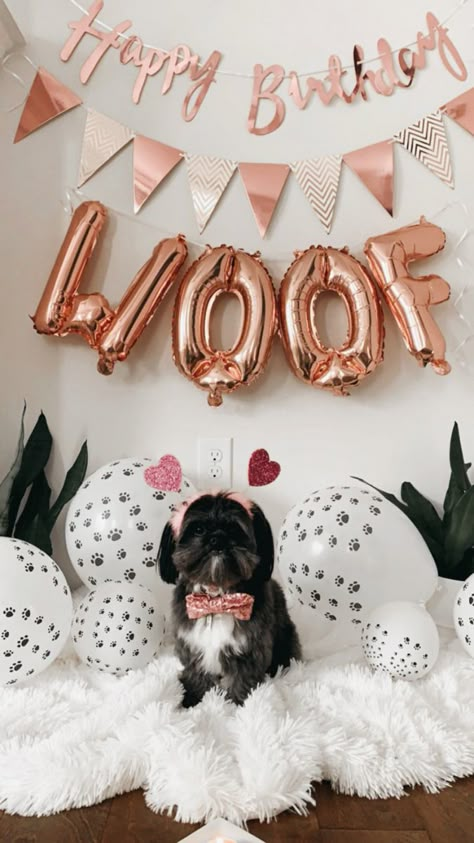 Pet Birthday Photoshoot Ideas, Dog Birthday Photoshoot Ideas At Home, Dog First Birthday Pictures, Dog Birthday Photoshoot Ideas, Dogs First Birthday Ideas, Dog Birthday Photoshoot, Dog Birthday Pictures, Dog Party Decorations, Dog First Birthday