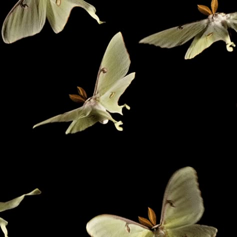 Moth Fly, Luna Moths, Stim Gifs, Helaena Targaryen, Aesthetic Animals, Moth Butterfly, Moths And Butterflies, Beautiful Bugs, Luna Moth