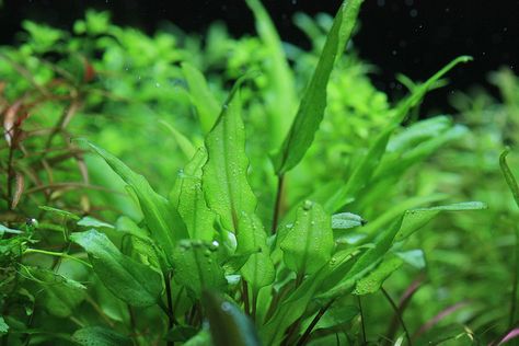 Cryptocoryne Wendtii "Green Gecko" by tatsun519, via Flickr Cryptocoryne Wendtii, Aquascape Plants, Freshwater Aquarium Plants, Aquarium Ideas, Aquatic Plant, Aquarium Plants, Freshwater Aquarium, Aquatic Plants, Planted Aquarium