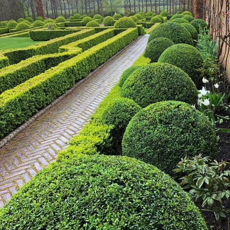 Box Hedging, Planting Hydrangeas, Herbaceous Perennials, Hydrangea Flower, Companion Planting, Bronze Color, Front Garden, Hedges, Cut Flowers