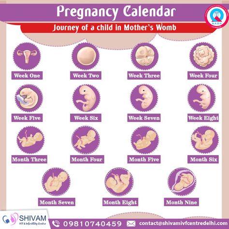 #Pregnancy Calendar. A journey of a #child in a mother’s womb. Visit here: http://shivamivfcentredelhi.com Call Us: 9810740459, 8287615626 Pregnancy Diet Chart, Body Changes During Pregnancy, Pregnancy Chart, Pregnancy Calendar, Pregnancy Help, Healthy Pregnancy Tips, Tips For Happy Life, Pregnancy Info, All About Pregnancy