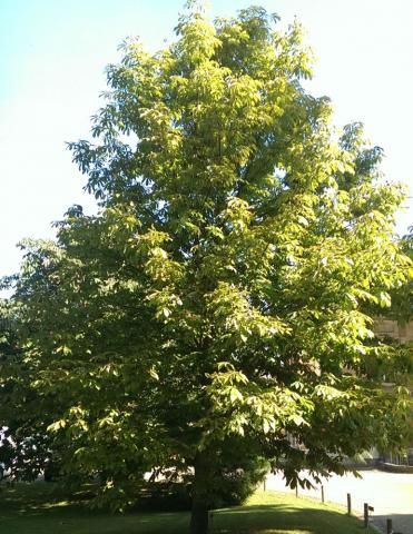 Walnut tree http://www.growplants.org/growing/walnut-tree English Walnut Tree, Fruit Trees In Garden, Walnut Orchard, Trees In Garden, Walnut Plant, Tree Orchard, Maine Garden, Pachira Aquatica, Nut Trees