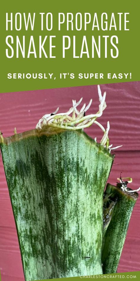 how to propagate snake plants How To Regrow Snake Plant, How To Repot A Snake Plant, Replanting Snake Plant, How To Propagate Snake Plants, How To Propagate Snake Plant, Propergate Snake Plant, How To Replant Snake Plant, How To Care For Snake Plant, Snake Plant Propagation Water