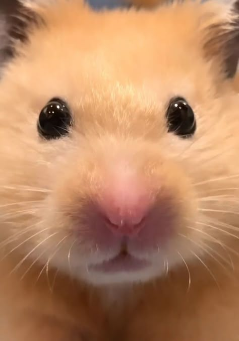 Hamster Pics, Funny Hamsters, Cute Hamster, Syrian Hamster, Cute Rats, Hams, Cute Hamsters, Sustainable Farming