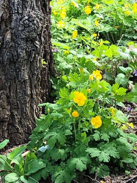 Maryland and Virginia Native Plants: Spring Blooms Home Front Garden, Permaculture Backyard, Celandine Poppy, Row Home, Virginia Bluebells, Woodland Plants, Native Plant Gardening, Bee Garden, Wildflower Garden