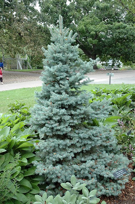 North Star White Spruce, Modern Front Garden Design, Modern Front Garden, Landscaping 101, Garden Moodboard, Christmas Tree Farms, Tree Border, Rose Bed, Colorado Spruce