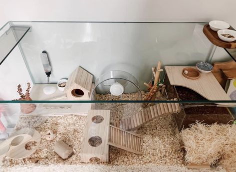 40 Gallon Hamster Tank Ideas, 10 Gallon Hamster Tank Ideas, Kandang Hamster, Hamster Tank, Hamster Diy Cage, Cool Hamster Cages, Gerbil Cages, Hamster Diy, Hamster Life