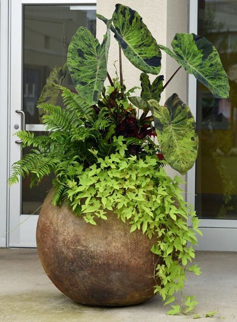 Flower container - Pristine beauty | BOTANIX Garden Centre | Flower pots outdoor, Potted plants outdoor, Container garden design Stencils Painting, Container Garden Design, نباتات منزلية, Potted Plants Outdoor, Container Gardening Flowers, Garden Decor Ideas, Flower Pots Outdoor, Concrete Porch, Garden Containers