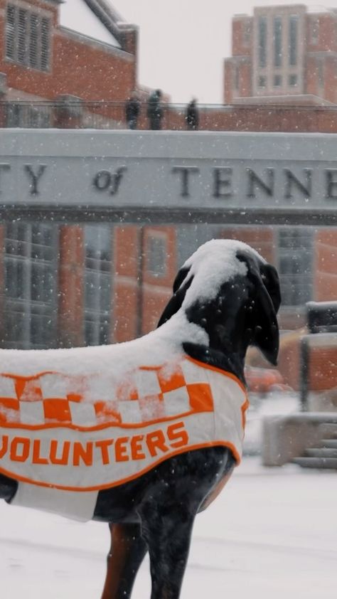 UT Knoxville (@utknoxville) • Instagram photos and videos Ut Knoxville Aesthetic, Knoxville Tennessee Aesthetic, Ut Knoxville, University Of Tn, Tn Football, Collage Football, Rocky Top Tennessee, Tennessee Volunteers Football, Tn Vols