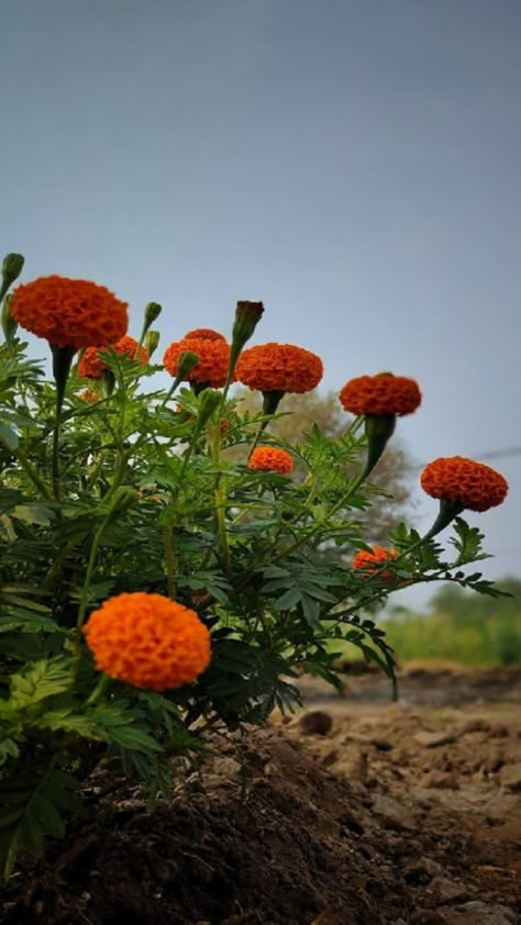 merigold flower Flower Garden Pictures, Touch Photography, Vegetables Pictures, Pretty Flowers Photography, Fruits And Vegetables Pictures, Nature Photography Quotes, Sunflower Family, Nature Photography Flowers, Flower Picture