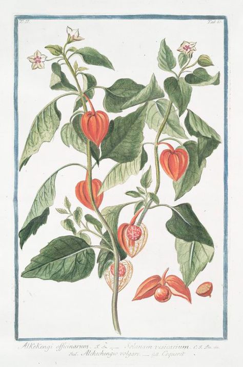 Alkekengi officinarum = Solanum vesicarium = Alchechengio volgare = Coqueret. [Bladder cherry] - NYPL Digital Collections Pepper Plant Drawing, Bell Pepper Tattoo, Bell Pepper Illustration, Pepper Drawing, Pepper Illustration, Bell Pepper Plant, Painting Plants, Chinese Lanterns Plant, Illustration Botanique Vintage