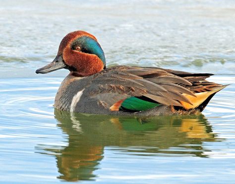 Green Winged Teal Duck, Green Winged Teal, Wild Ducks, Duck Species, Teal Duck, Duck Stamp, Teal Bird, Decoy Carving, Duck Pictures