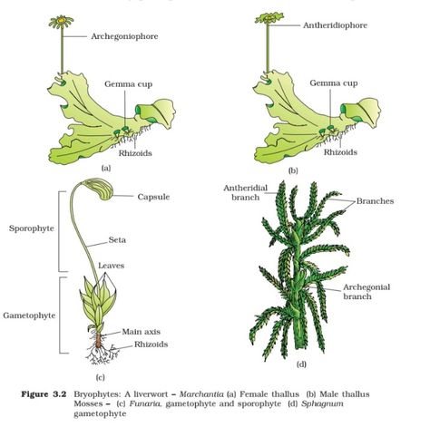 Evolution Of Plants, Broccoli Plant, Plant Classification, Plant Kingdom, Moss Plant, Short Plants, Class 11, Plant Drawing, All About Plants