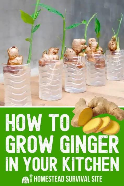 Kitchen Gardening Ideas, Ginger Growing, Growing Ginger Indoors, Green Kitchens, Growing Ginger, Indoor Vegetables, Ginger Plant, Garden Remedies, Plant Care Houseplant