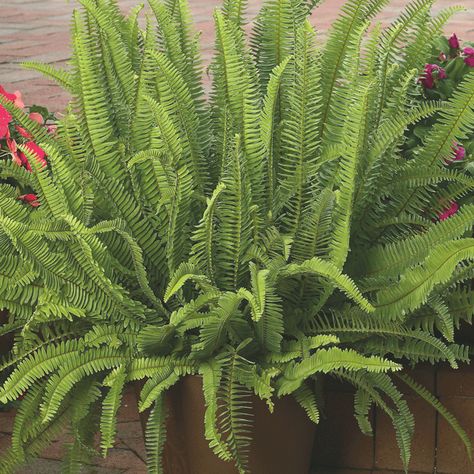 Kimberly Fern, Kimberly Queen Fern, Miami House, Kitchen Window Sill, Types Of Texture, Miami Houses, Gardening Hacks, Improve Indoor Air Quality, Plant Stem