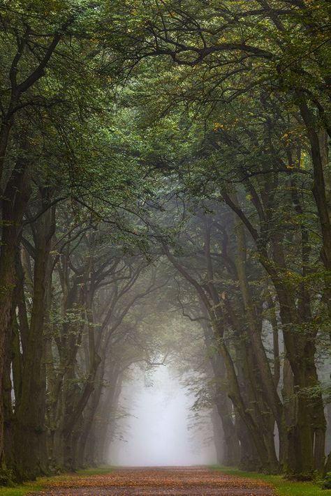 Elven Forest ) | Photography inspiration nature, Fantasy aesthetic, Elven Woodland Path, Elven Forest, Photography Inspiration Nature, Fairy Tattoo, Midsummer Nights Dream, Forest Photography, Fantasy Aesthetic, Canopies, Enchanted Forest