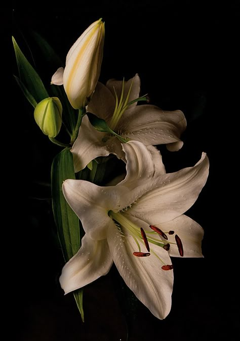 Flowers Black Background, Cocoppa Wallpaper, Boquette Flowers, Dark Flowers, Nothing But Flowers, Iphone Wallpaper Photos, Flower Therapy, Type Shi, White Lilies