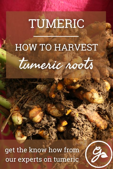 Grow Tumeric, Grow Turmeric, Turmeric Plant, Turmeric Recipes, Yellow Foods, Improve Heart Health, Indian Curry, Food Dye, Turmeric Root