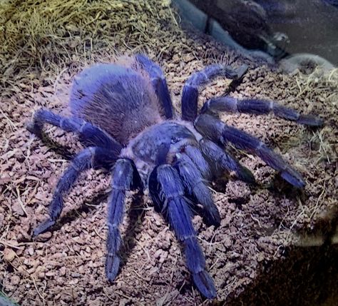 My tarantula Brazilian Blue Tarantula, Blue Tarantula, Creepy Crawlies, Blue, Quick Saves