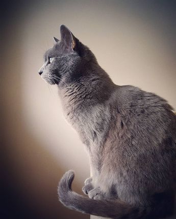 From the humble British Shorthair and the super-cute Ragdoll to the exotic Siamese and the leopard-like Bengal, there’s something to love about every breed of cat. Russian Blue Cat Aesthetic, Russian Cat, John Major, Popular Cat Breeds, Russian Blue Cat, Cat Spray, Grey Cat, Blue Cat, Sweet Dogs