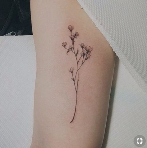 gypsophila style Gypsophila Tattoo Design, Babys Breath Tatoos, Gypsophila Drawing, Gypsophila Painting, Kodiak Tattoo, Gypsophila Tattoo, Growing Gypsophila, Baby Breath Tattoo, Breath Tattoo