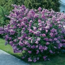 Prairie Petite Lilac Syringa Vulgaris, Lilac Bushes, Lilac Tree, Garden Shrubs, Tree Seeds, Green Lawn, Flowering Shrubs, Lilac Flowers, Flowering Trees