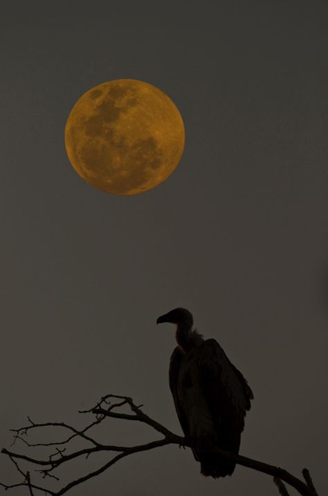 Sabi Sabi Private Game Reserve | Photography - Vulture Silhouette Vulture Silhouette, Vulture Aesthetics, Vultures Aesthetic, Black Vultures, Vulture Aesthetic, Vulture Culture Aesthetic, Wildlife Photography Tips, Blood In Water, Vulture Culture