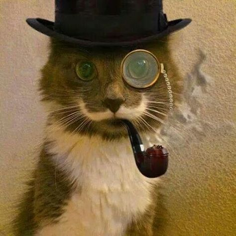 Steampunk cat Mustache Cat, Steampunk Cat, Cats Pictures, Silly Cats Pictures, Cat Fashion, Cat Costumes, I Love Cats, Silly Cats, Funny Animal Pictures