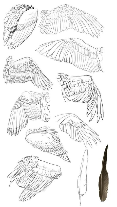 Big Wings Drawing, Bird Wings Reference, Bird Wings Drawing, Person With Wings Drawing Reference, Wings Anatomy, Wing Sketch, Wing Reference, Wings Reference, Wing Anatomy