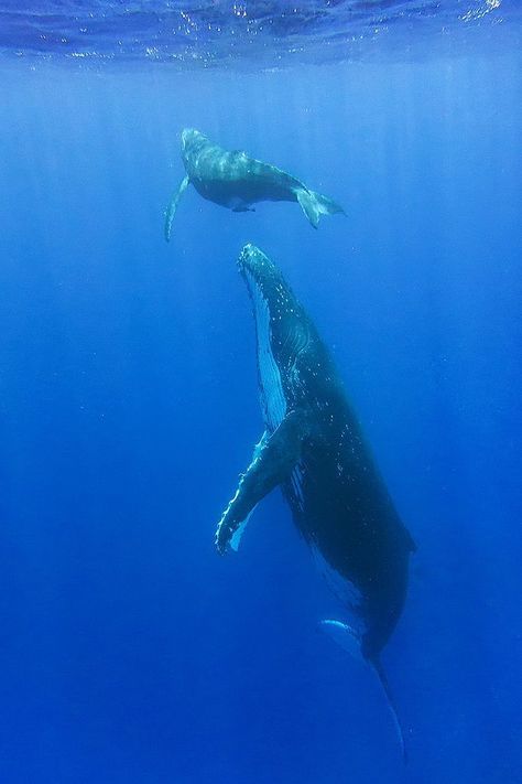 Sea Whale, Sea Mammal, Beluga Whale, Water Animals, Rare Animals, Deep Blue Sea, Marine Mammals, Humpback Whale, Killer Whales