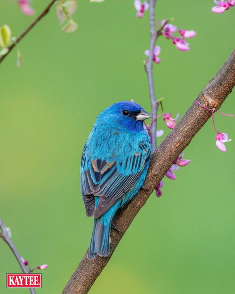 Blue Bunting Bird, Indigo Bunting Tattoo, Indigo Bunting Bird, Bird Of Paradise Yoga, Minnesota Birds, Bunting Bird, Indigo Bunting, Blue Bunting, Bird House Kits