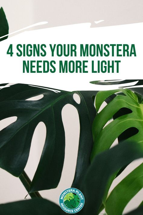 Monstera Plant Problems, Monstera Deliciosa Care, Monstera Plant Care, Lucky Plant, Jasmine Plant, Beanie Outfit, Plant Care Houseplant, Plant Problems, Bathroom Plants