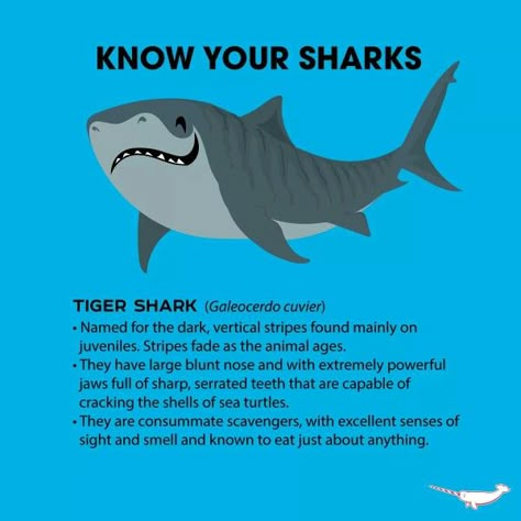 Tiger Shark Tuesday, Tiger Shark Facts, Tiger Shark Art, Know Your Sharks, Baby Tiger Shark, Sharks Facts, Fun Facts About Sharks, Facts About Sharks, Oceanography Marine Biology