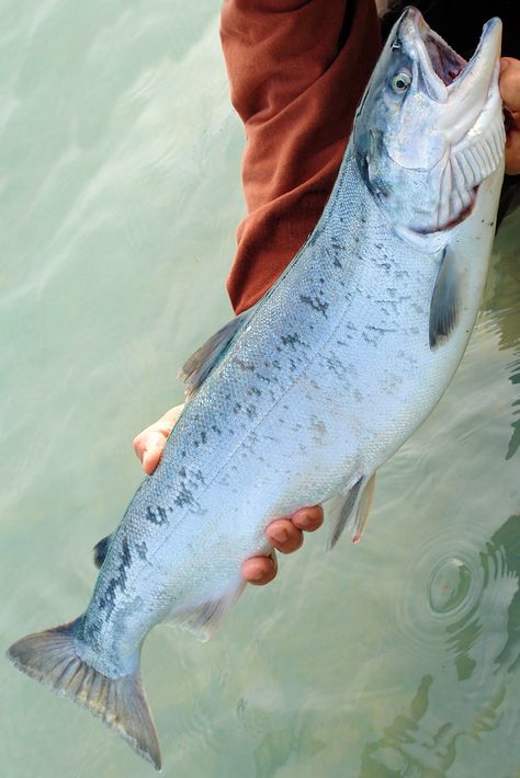 A beautiful salmon caught on the Kenai River, one of the most popular sport fishing destinations in Alaska. People often catch many different species of salmon (depending on the season and year) as well as Rainbow Trout and Dolly Varden. Salmon Fishing In Alaska, Alaskan Fishing, Boat Lifestyle, Fishing In Alaska, Dolly Varden, Alaska Salmon, Commercial Fishing, Alaska Fishing, Light Aesthetic