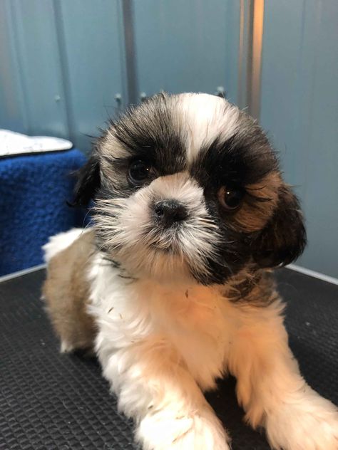 Shih Tzu Puppies For Sale - AKC PuppyFinder Shih Tzu Puppy Cut, Shih Tzu For Sale, Shih Tzu Puppies, Chihuahua Puppies For Sale, Puppy Cut, Havanese Puppies, Acorn Squash, Shih Tzu Puppy, Shih Tzu Dog