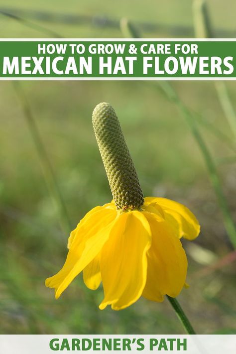 Mexican hat is a drought-tolerant native perennial with unique, charmingly quirky flowers. This wildflower is easy to grow and maintain in the landscape, and its blooms attract birds, bees, and butterflies. Learn how to plant and grow Mexican hat flowers now on Gardener's Path. #mexicanhat #nativeplants #gardenerspath Mexican Hat Flower, Mexican Hat Plant, Houston Garden, Drought Tolerant Perennials, Prairie Garden, Bees And Butterflies, Hat Flower, Mexican Hat, How To Attract Birds