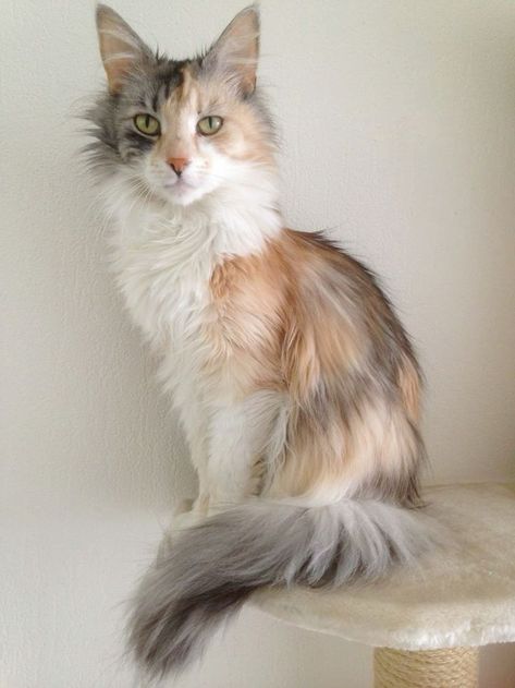 Long Haired Calico Cat, Fluffy Cat Breeds, Black Cat Breeds, Wcue Morph Ideas, Warrior Cats Oc, Cat Poses, Cat References, Wcue Morph, Calico Cats