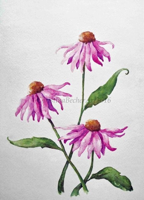 Watercolor Coneflower, Coneflower Drawing, Painted Wreaths, Vine Drawing, Watercolor Pencil Art, Purple Coneflower, Easy Flower Drawings, Purple Spring, Watercolor Flowers Tutorial