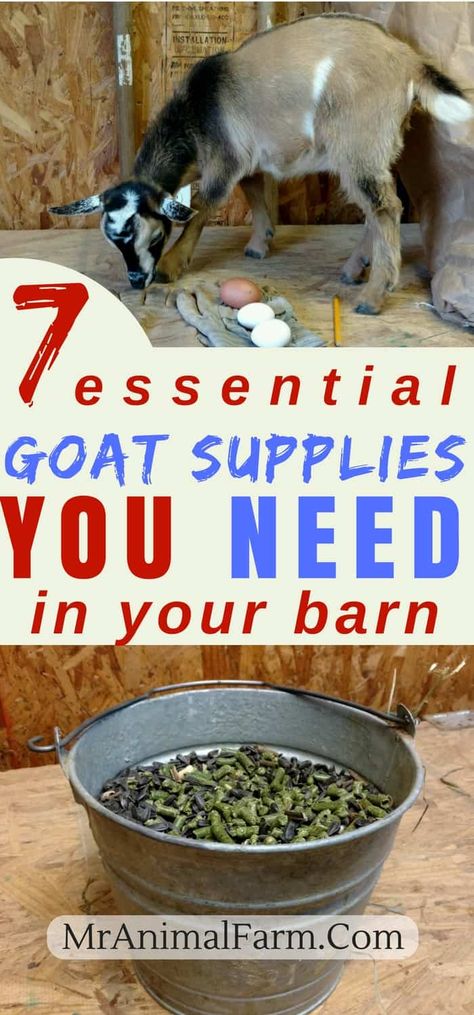 Goat Supplies - How to Prepare for Nigerian Dwarf Goats - Mranimal Farm Automatic Goat Feeder, Goat Supplies, Nigerian Goats, Goat Playground, Goat Toys, Goat Health, Keeping Goats, Goat Shelter, Goat Pen