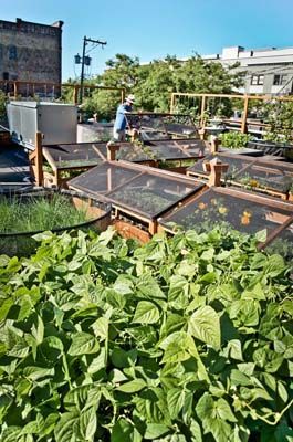 A rooftop farm atop Bastile Cafe and Bar is managed by Seattle Urban Farm Company. Photo: Hilary Dahl Community Farming, Rooftop Architecture, Rooftop Farming, Cafe And Bar, Rooftop Gardens, Yard Garden Design, Farming System, Urban Gardens, City Farm