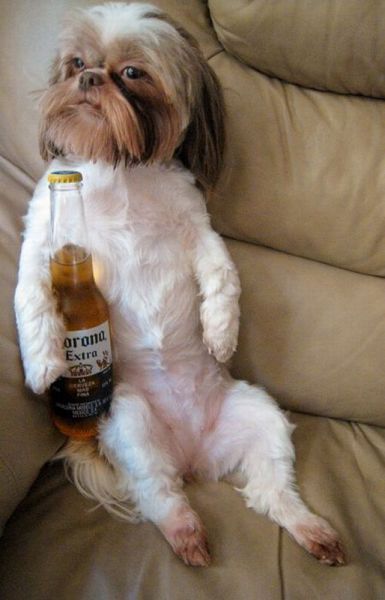 Perro Shih Tzu, Apartment Dogs, Dog Presents, Shih Tzu Puppy, Shih Tzu Dog, Sweet Dogs, Cute Dogs And Puppies, Funny Animal Pictures, Small Dog