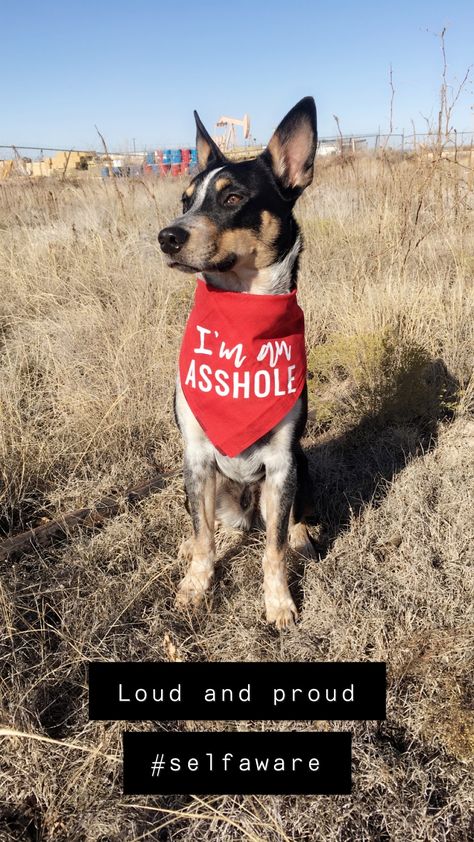 Heeler Quotes, Fairy Cabin, Blue Heeler Wallpaper, Blue Heeler Funny, Texas Heeler, Bandit Heeler, Queensland Heeler, Red And Blue Heeler, Herding Dogs Breeds