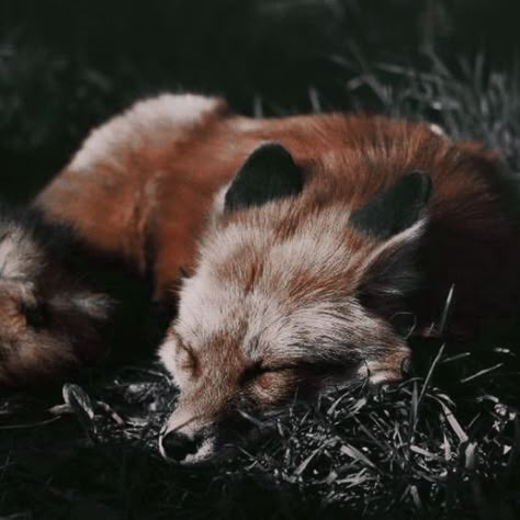 Fox Pictures, Red Robin, Disney Fairies, Pretty Animals, Fox Art, Baby Fox, Fantasy Aesthetic, Cute Fox, Red Fox