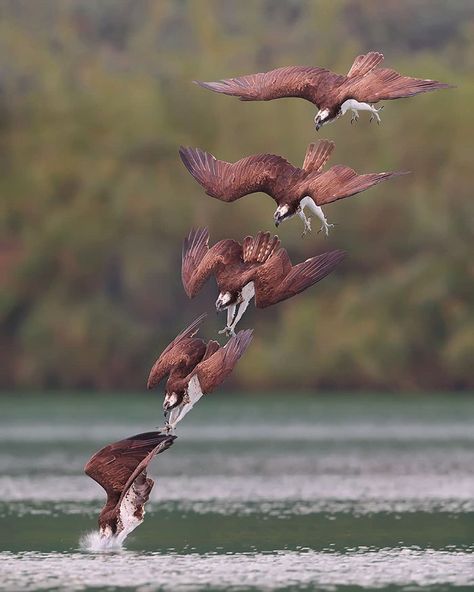 Photographer’s Photos Of Ospreys In Hunting Mode Show How Calculated Everything In Nature Is | Bored Panda Bird Wings, Catching Fish, Animation Reference, Bird Pictures, Bird Photo, Birds Of Prey, Bird Photography, Photo Reference, Animal Photo