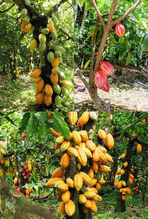 Tropical Fruit Trees, Cacao Tree, Poultry Farm Design, Cocoa Tree, Cacao Fruit, Hawaiian Homes, Amazing Food Decoration, Farm Lifestyle, Fruit Photography