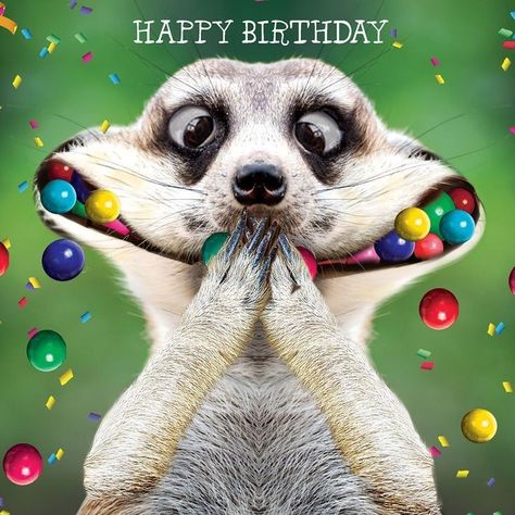 Crazy Birthday Wishes, Silly Happy Birthday, Happy Birthday Wishes For Him, Happy Birthday Wishes Sister, Crazy Birthday, Happy Birthday Funny Humorous, Happy Birthday Animals, Happy Birthday Wishes For A Friend, Funny Happy Birthday Meme