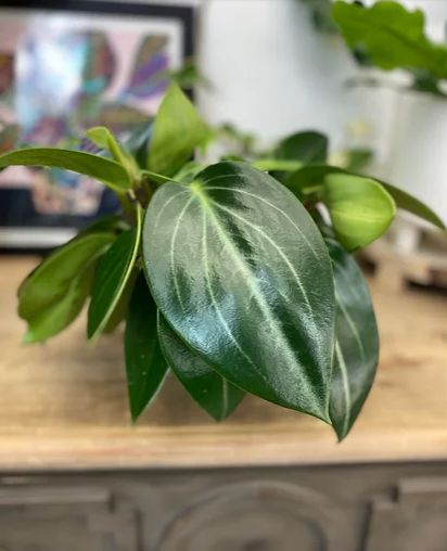 Peperomia Maculosa, Easy Indoor Plants, Dark Green Leaves, Liquid Fertilizer, Pet Safe, Star Rating, Healthy Plants, Plant Life, Five Star